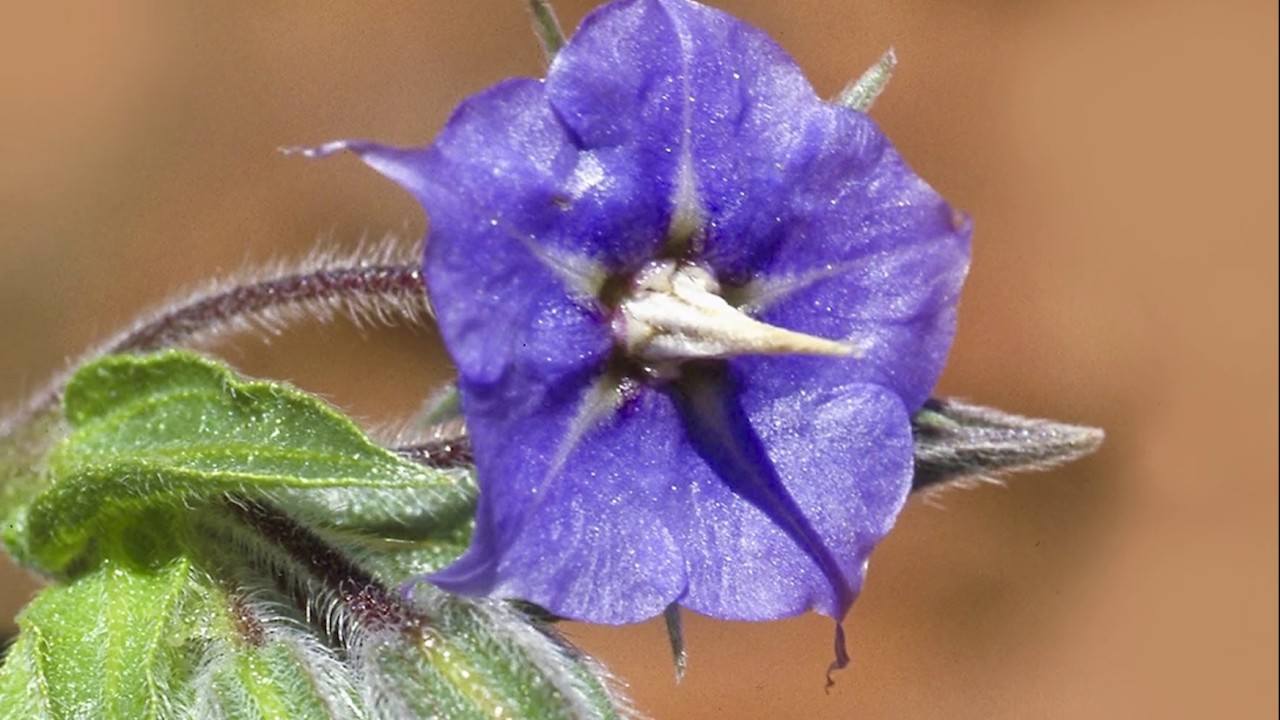 Rough Bluebell