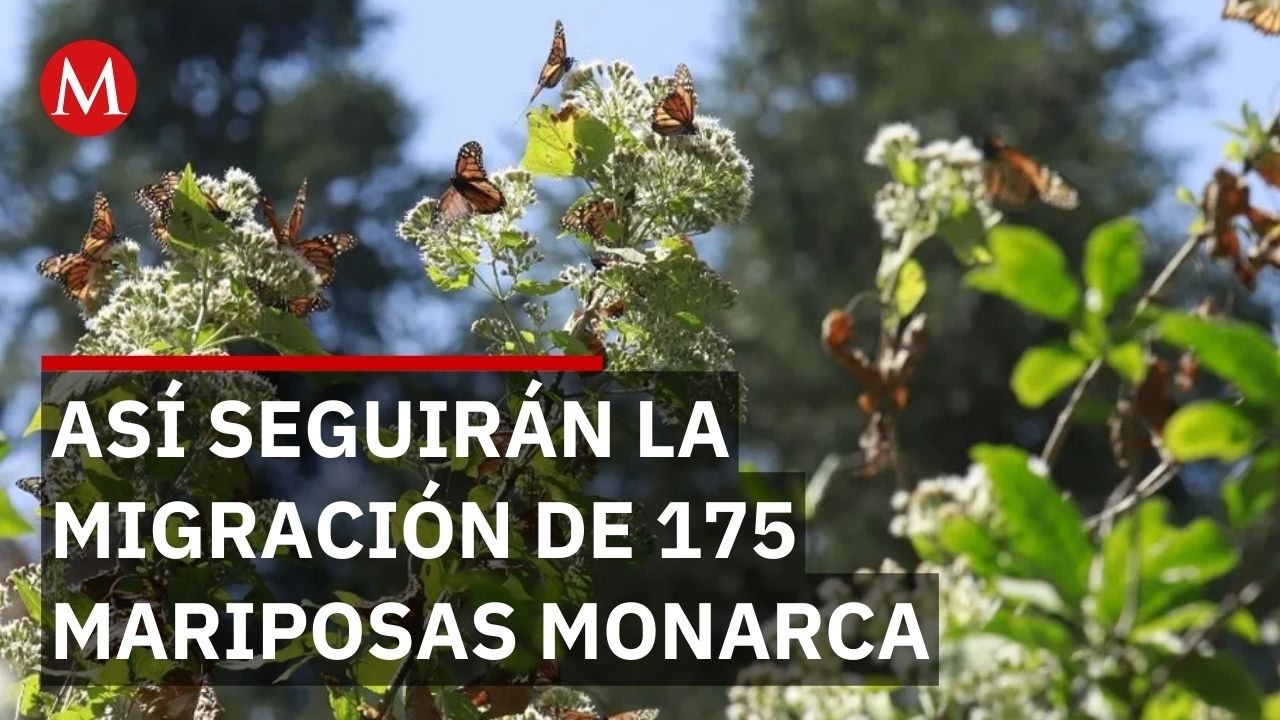 Mariposas Monarca 