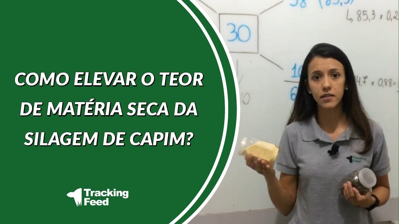 Como elevar o teor de matéria seca da silagem de capim?
