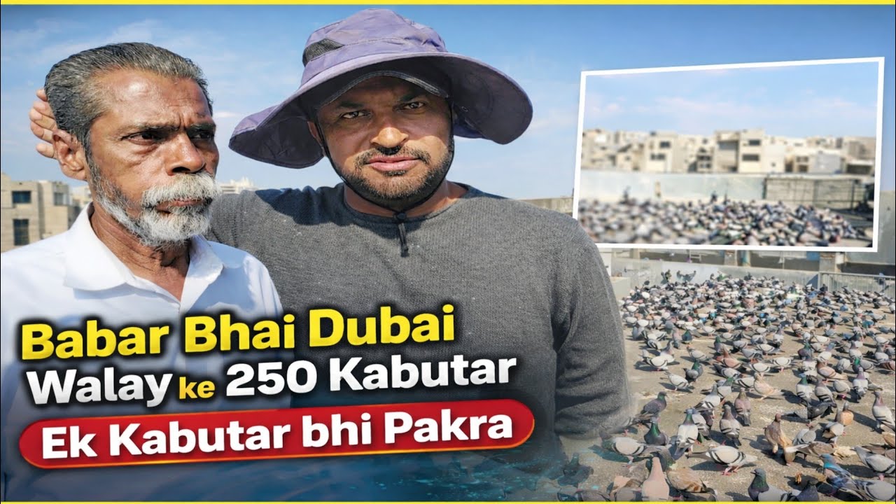Babar Bhai Dubai Walay | 250 Kabutar Ka Zabardast Collection ..🔥