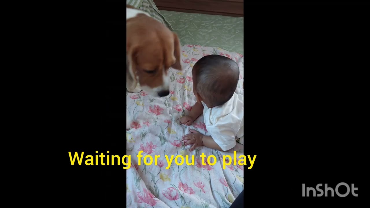&ldquo;2 Years. 1 Baby. 1 Beagle. Endless Love.&rdquo;#beaglelove #babyanddog #shorts#youtubeshorts 
