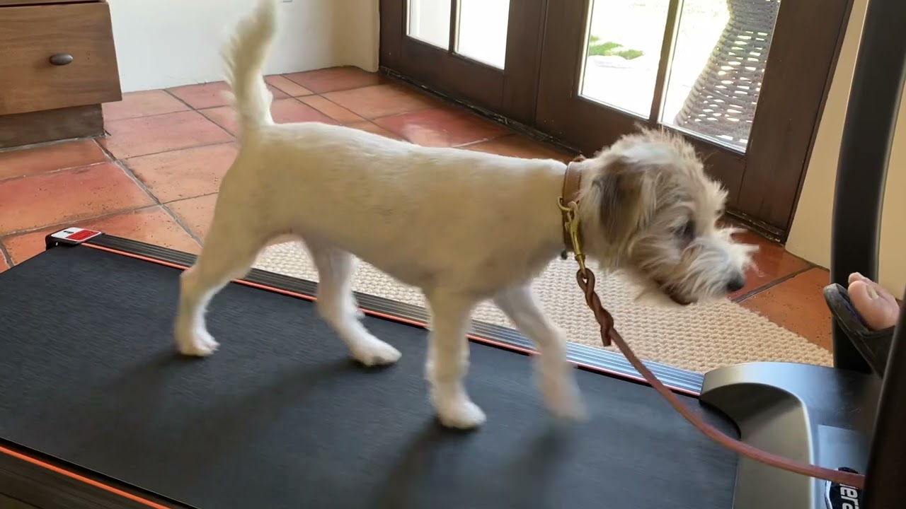 Paradise valley dog training k9katelynn.com teaches Kuini (Jack Russell) how to walk/run treadmill