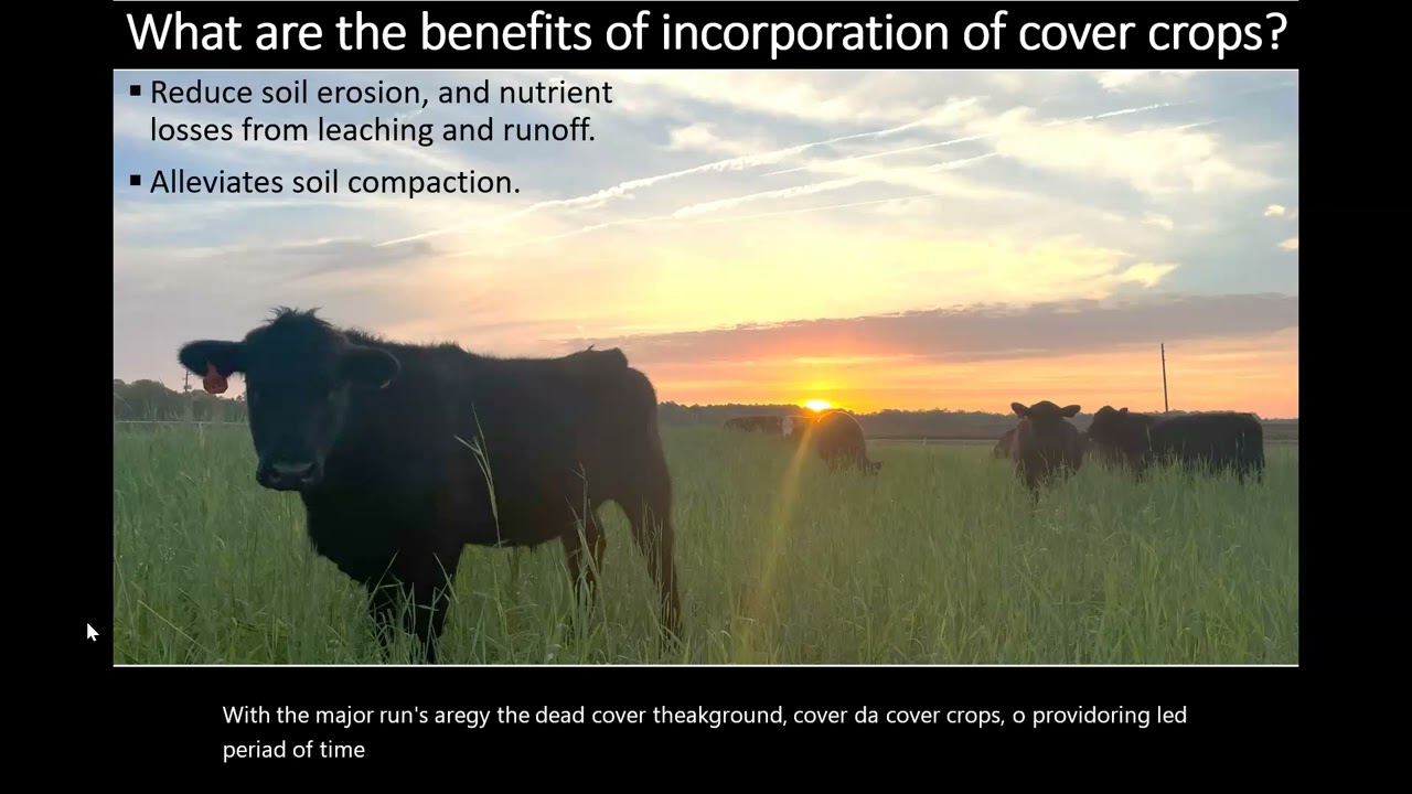 Cover crops: definition and their benefits for ecosystems
