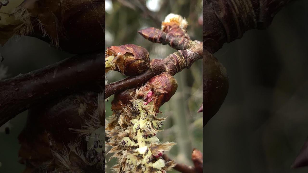 Aspen - male catkins, twigs & buds close up - March 2021