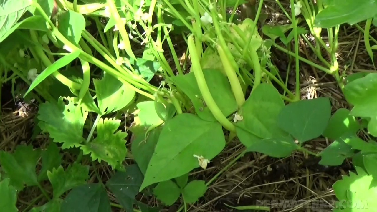 Potager en permaculture [Juillet 2017]-} 4 Août #23
