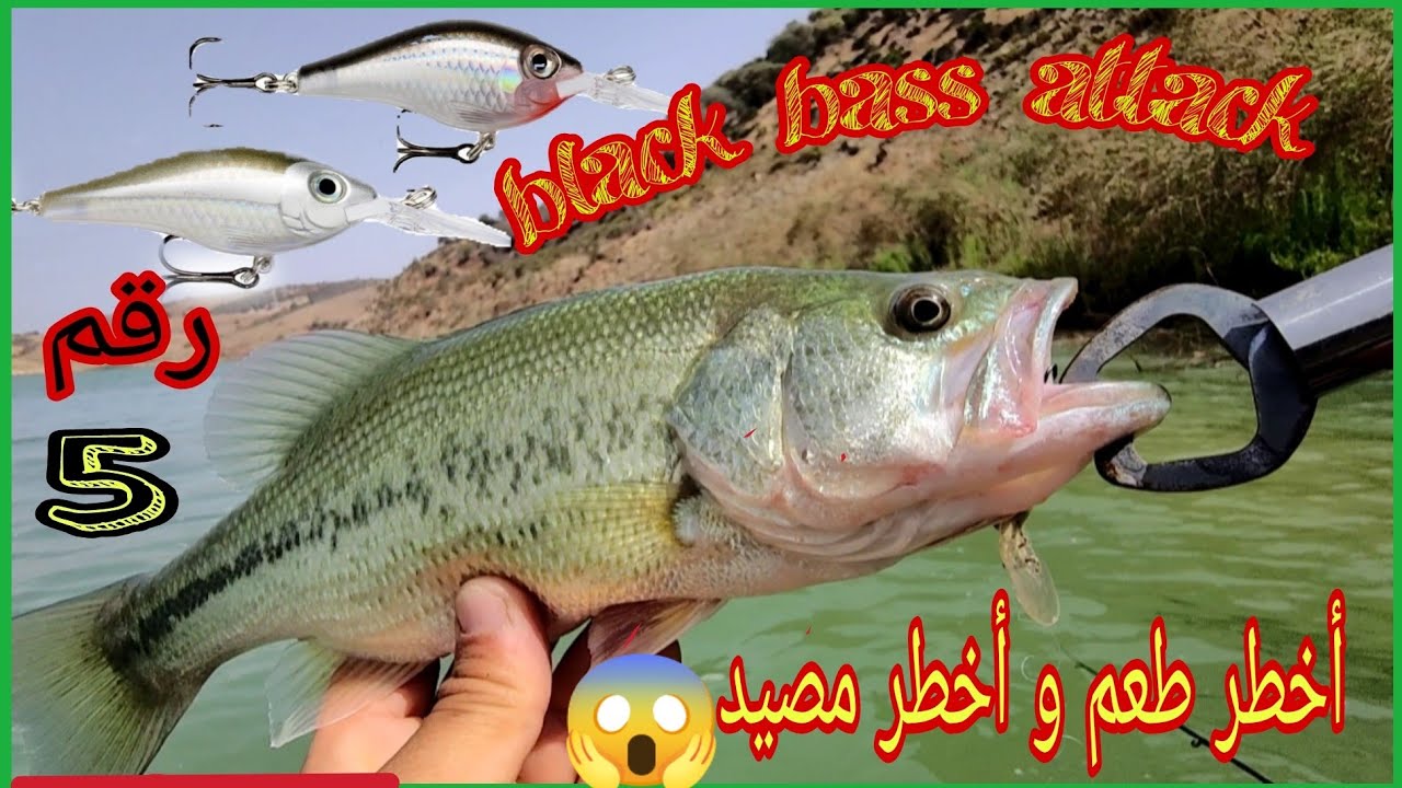 رحلة صيد سمك بلاك باص( blackbass)و اخطر ربالة ممنوع على القلوب ظعيفة 😱 (rapala)ربالة رقم 5
