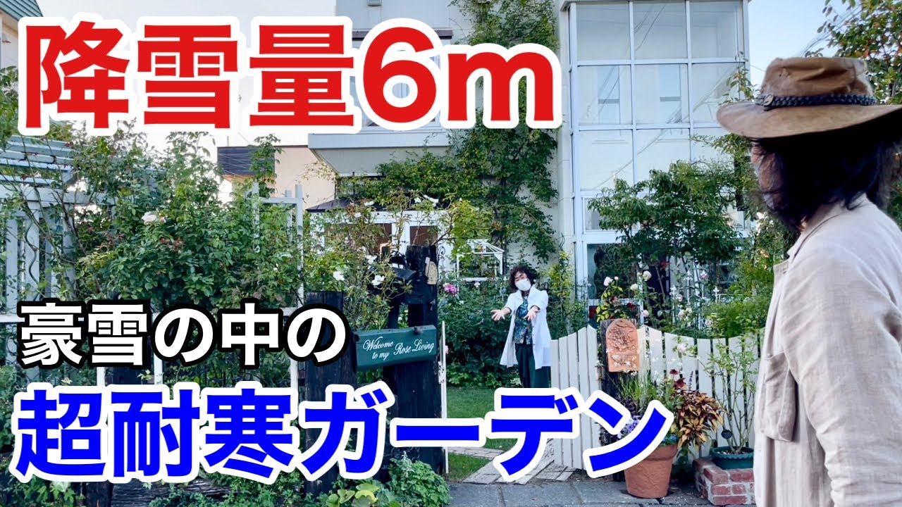 【寒さに負けない】夫婦で極寒を乗り切る極上のお庭公開　【カーメン君】【個人庭】【かつえ＆つねガーデン】