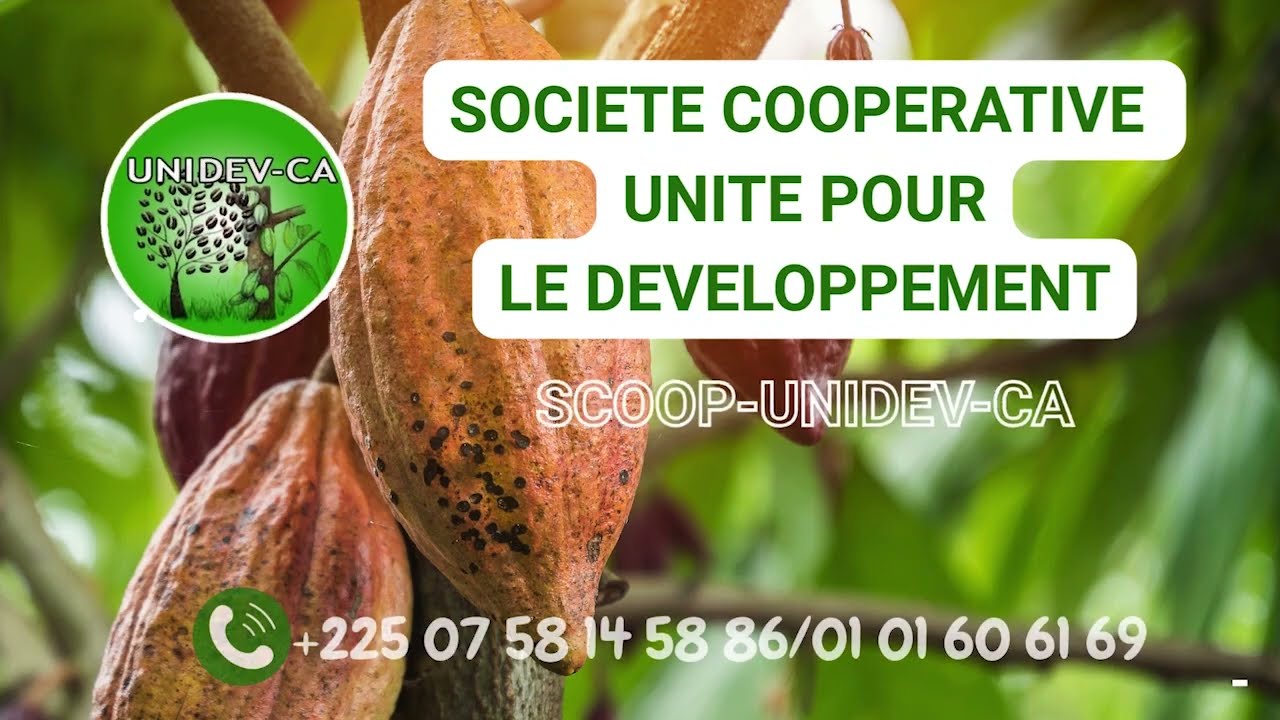Confection de pépiniere de Cacao