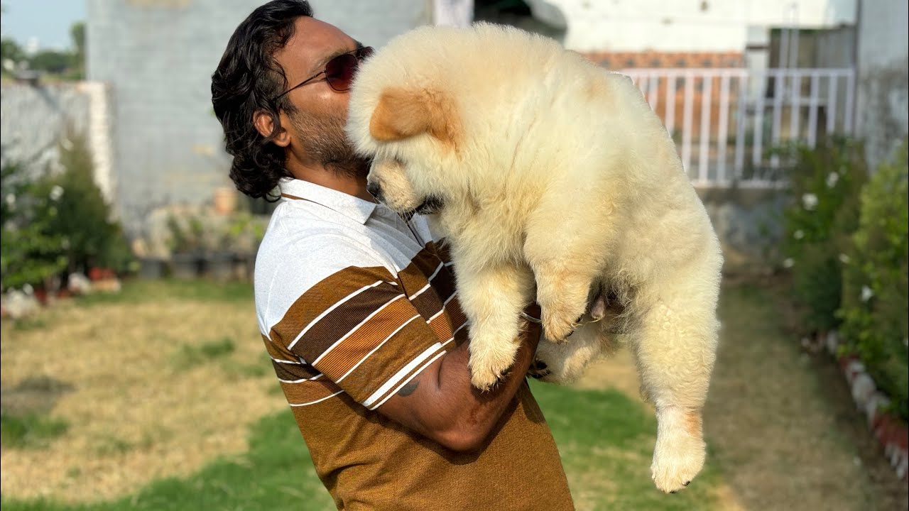 Chow chow price in India || chow chow puppy for sale #panda #chowchow #puppy #dogshorts