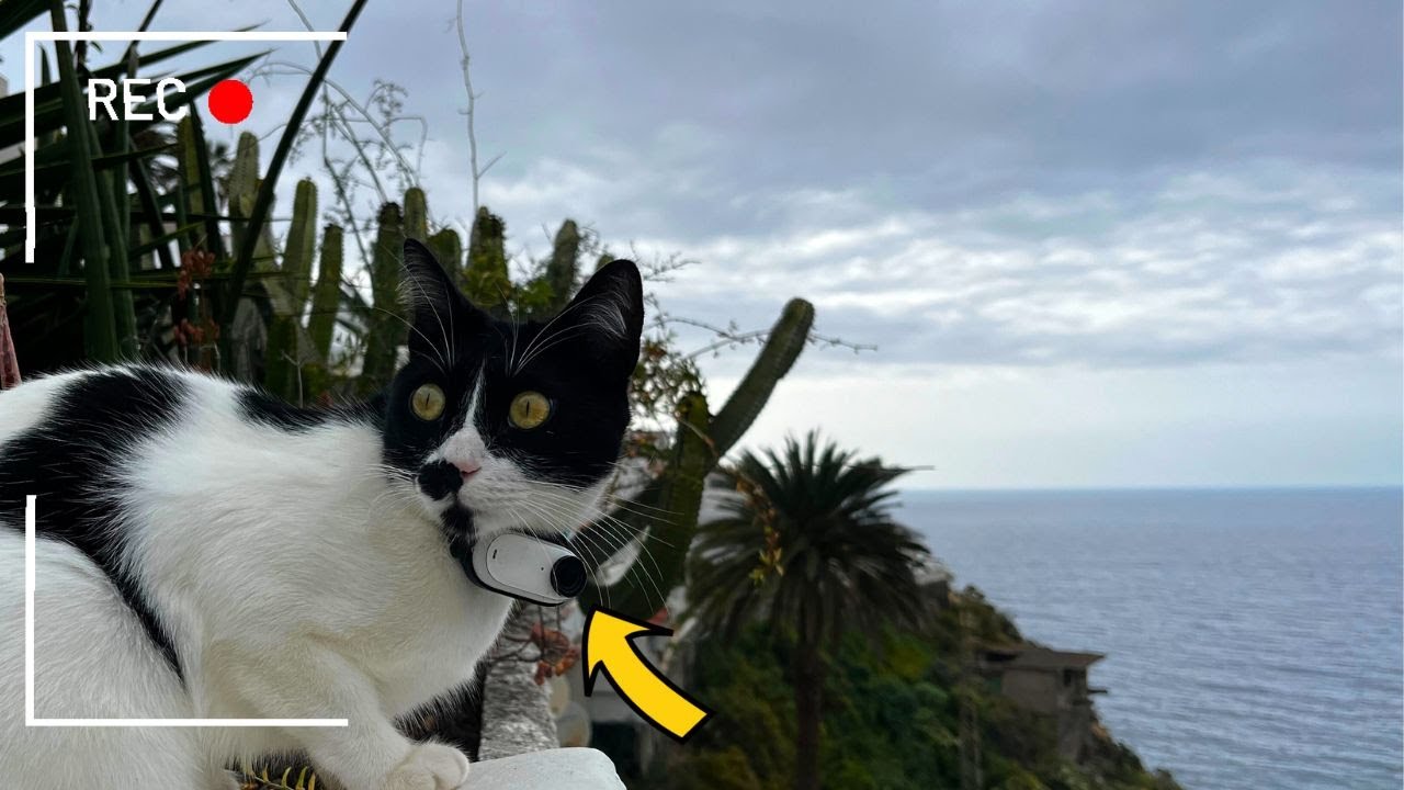 Where Does My Cat Go All Day? (Cat Wearing Camera)