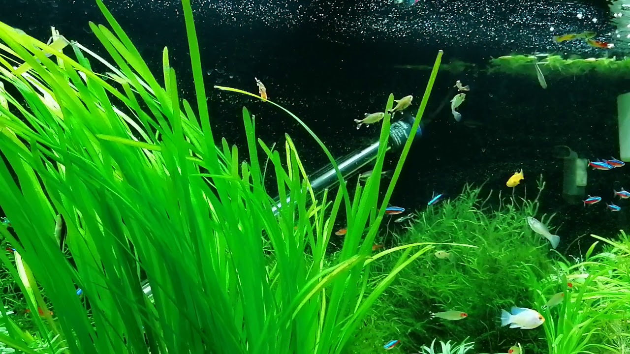Silvertip Tetras spawning/breeding in the 180L community tank xx
