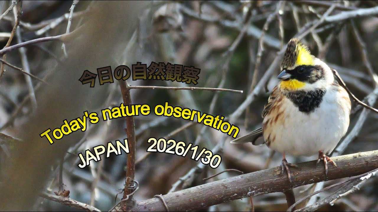 今日の自然観察　Today's nature observation　JAPAN  2026/1/30