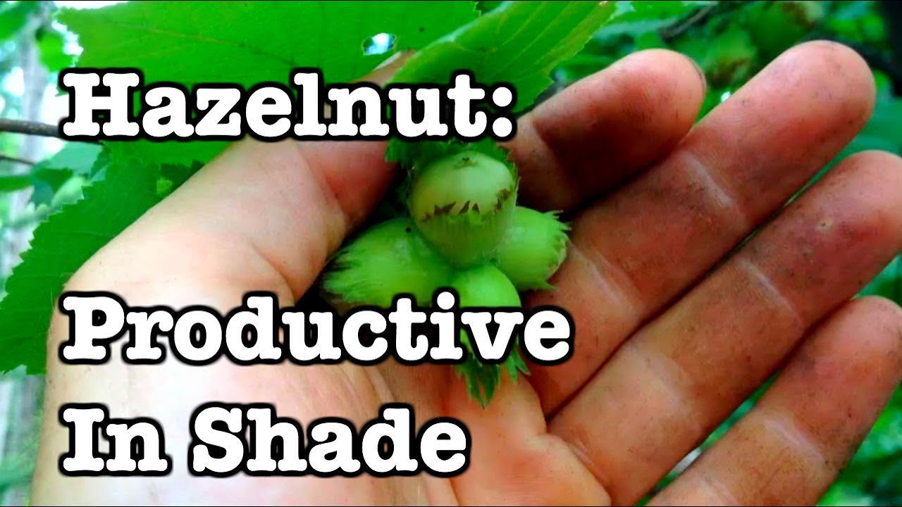Hazelnut - Productive in Part Shade