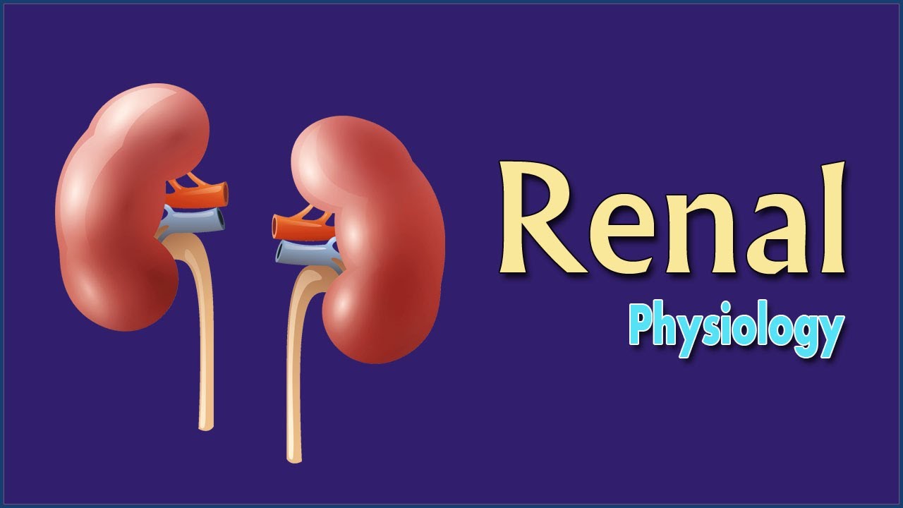 Easy Physiology | Renal | 02 Structure & Types of the Nephron