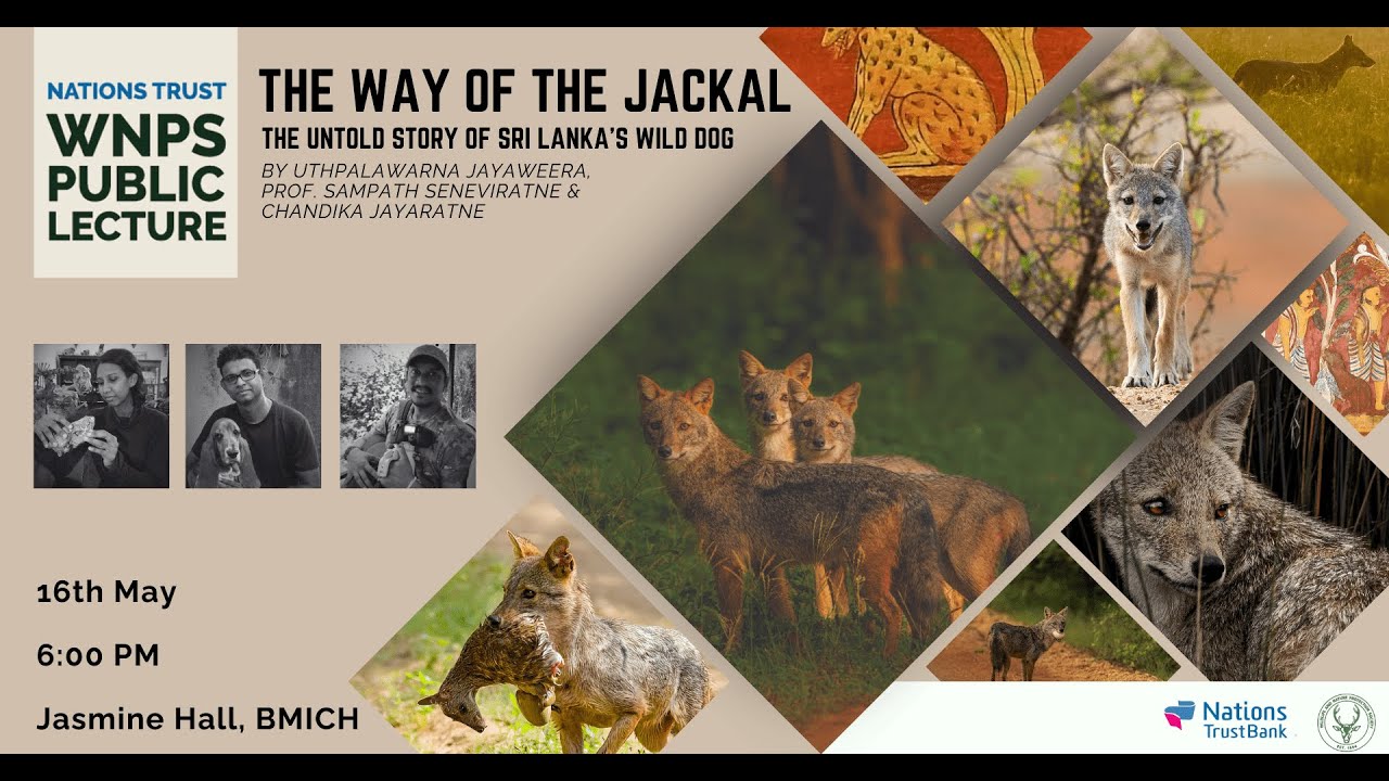 WNPS Monthly Lecture: THE WAY OF THE JACKAL - The Untold Story of Sri Lanka’s Wild Dog