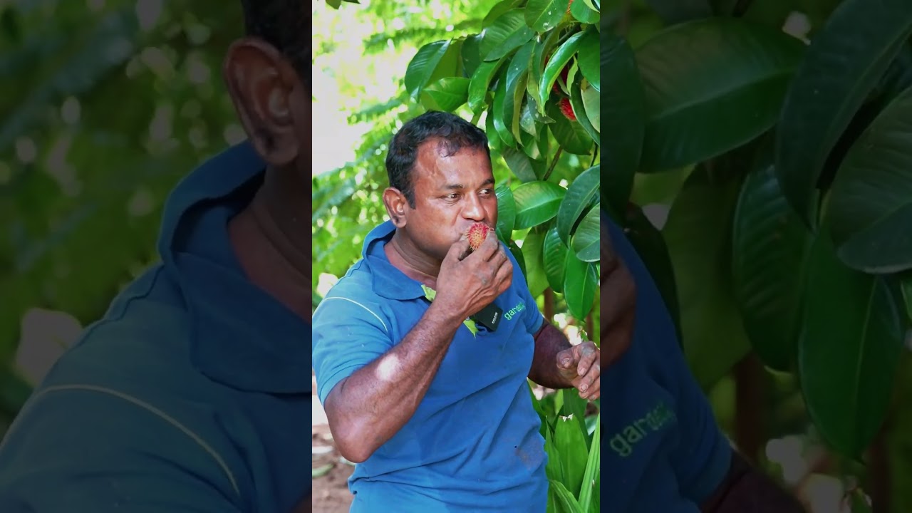 Have You Tried This Fruit? 🍒😳 | Rambutan Reveal!