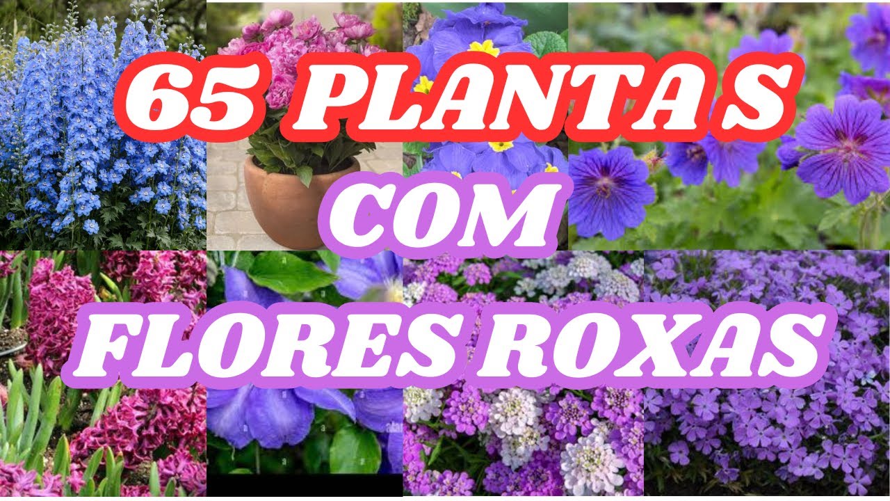 65 plantas de casa com flores roxas | Plantas com flores roxas e identifica&ccedil;&atilde;o