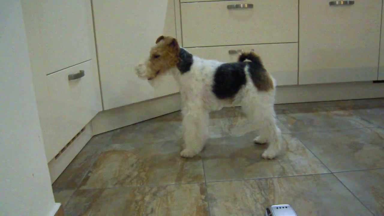 Foxterrier vs. Katze (fox terrier vs. cat)