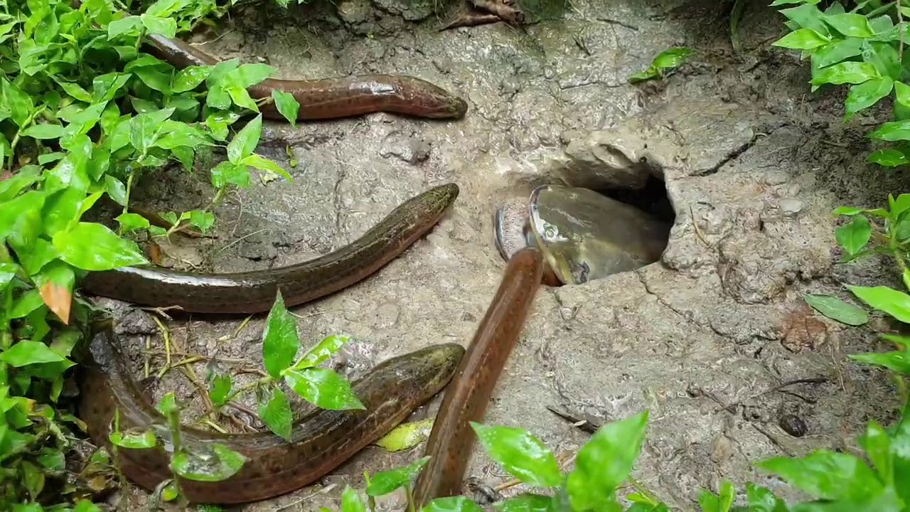 Big Monster Hunting Eel | Underground Monster Come Out and Hunting Process | Best Horror Fishing |