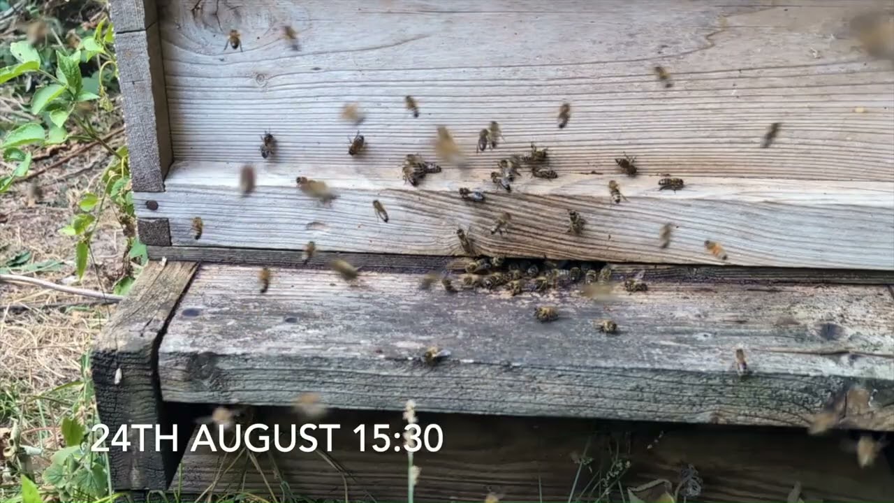 Внимательный пчеловод: Уроки, которые он получает у входа в улей — Часть 2