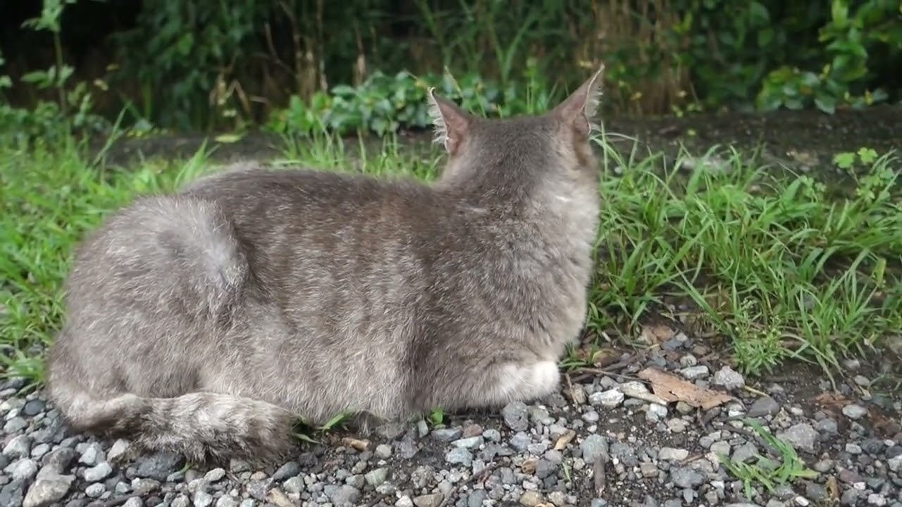 【Cat Video】 meowmeow Happy #cat  #cats  #cute