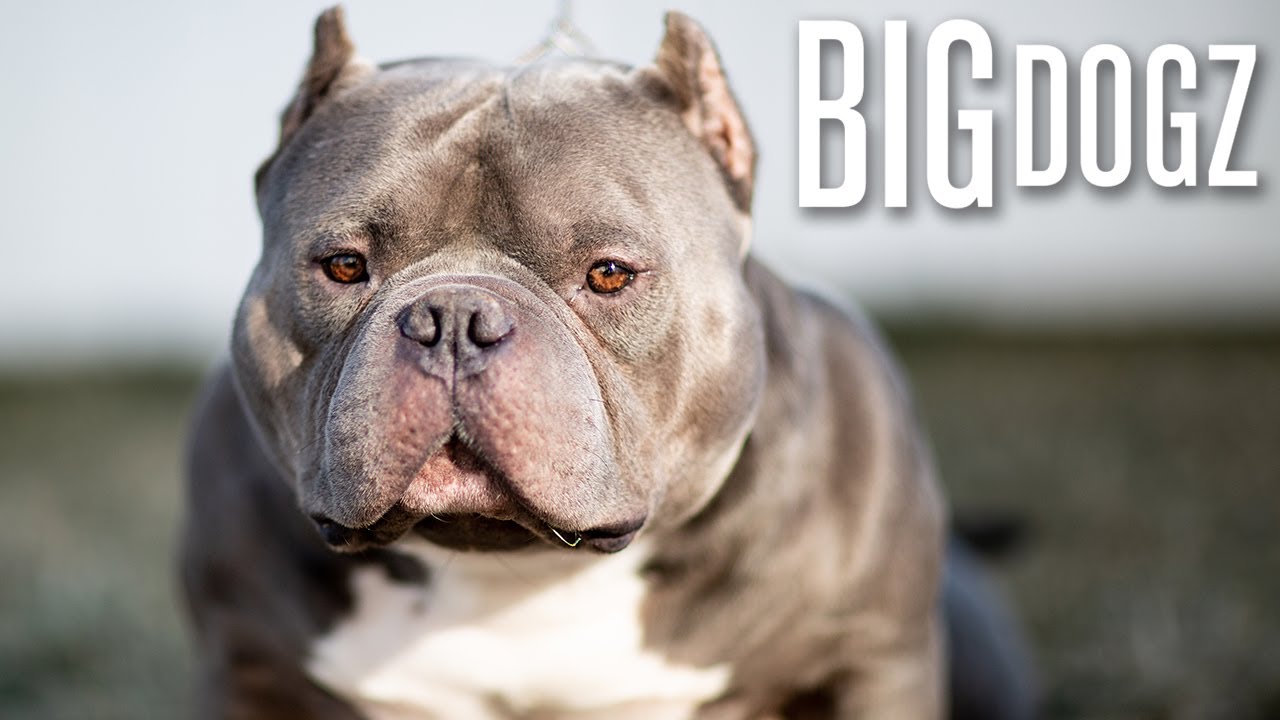 Meet China Boy - The '$1 Million Bully' | BIG DOGZ