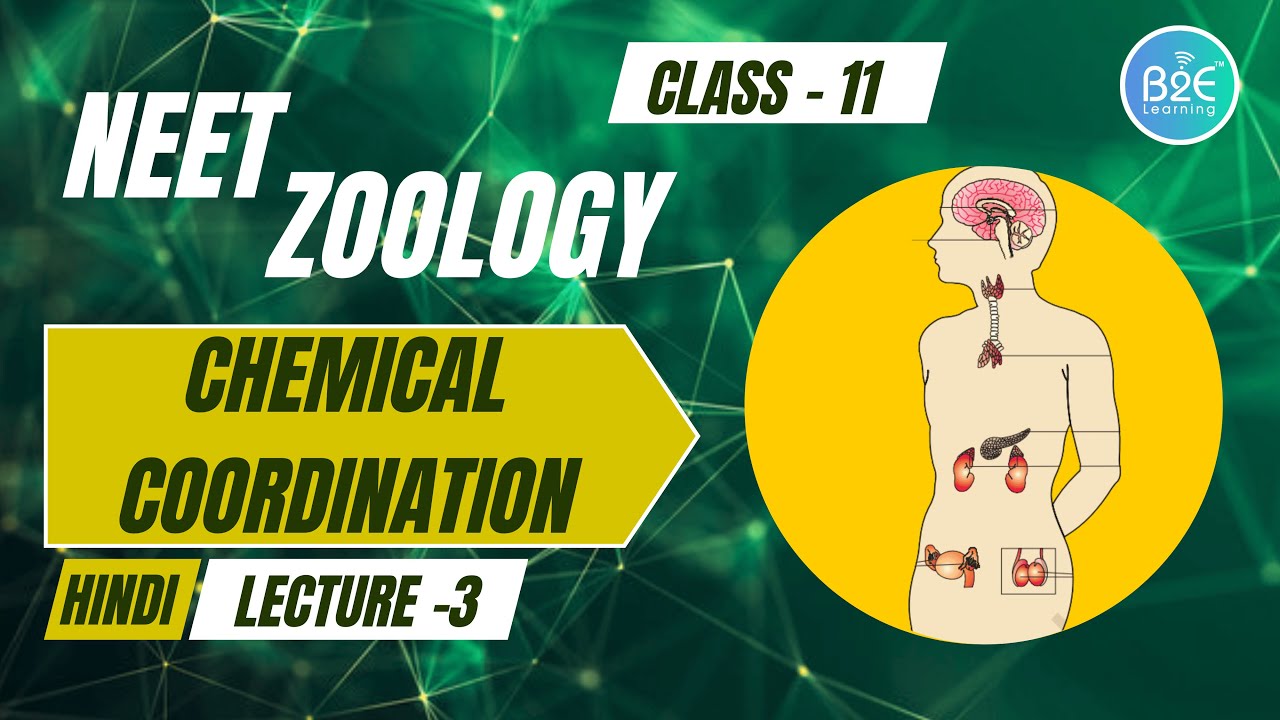 रासायनिक समन्वय | Lec - 3 | Class 11 Biology (Hindi) | हार्मोन की क्रिया व विकार |NEET |B2E Learning