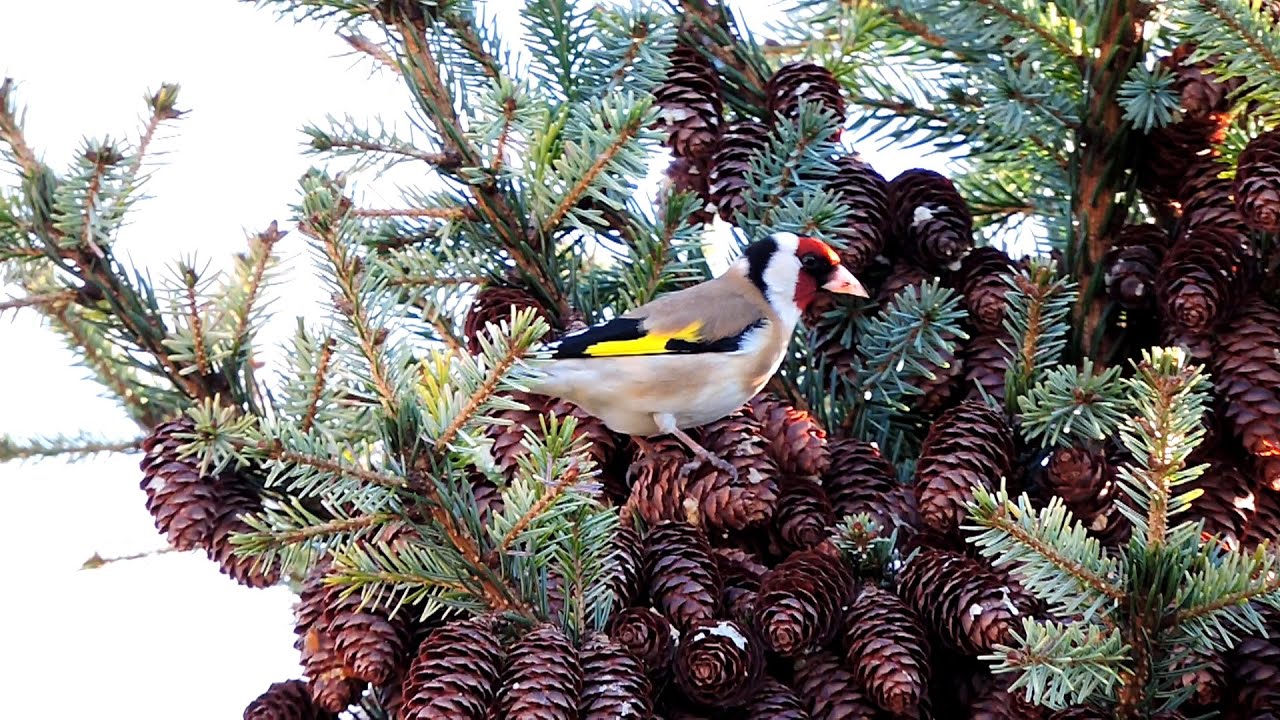 Stieglitz / European goldfinch - Gartensiedlung in Magdeburg - April 2015