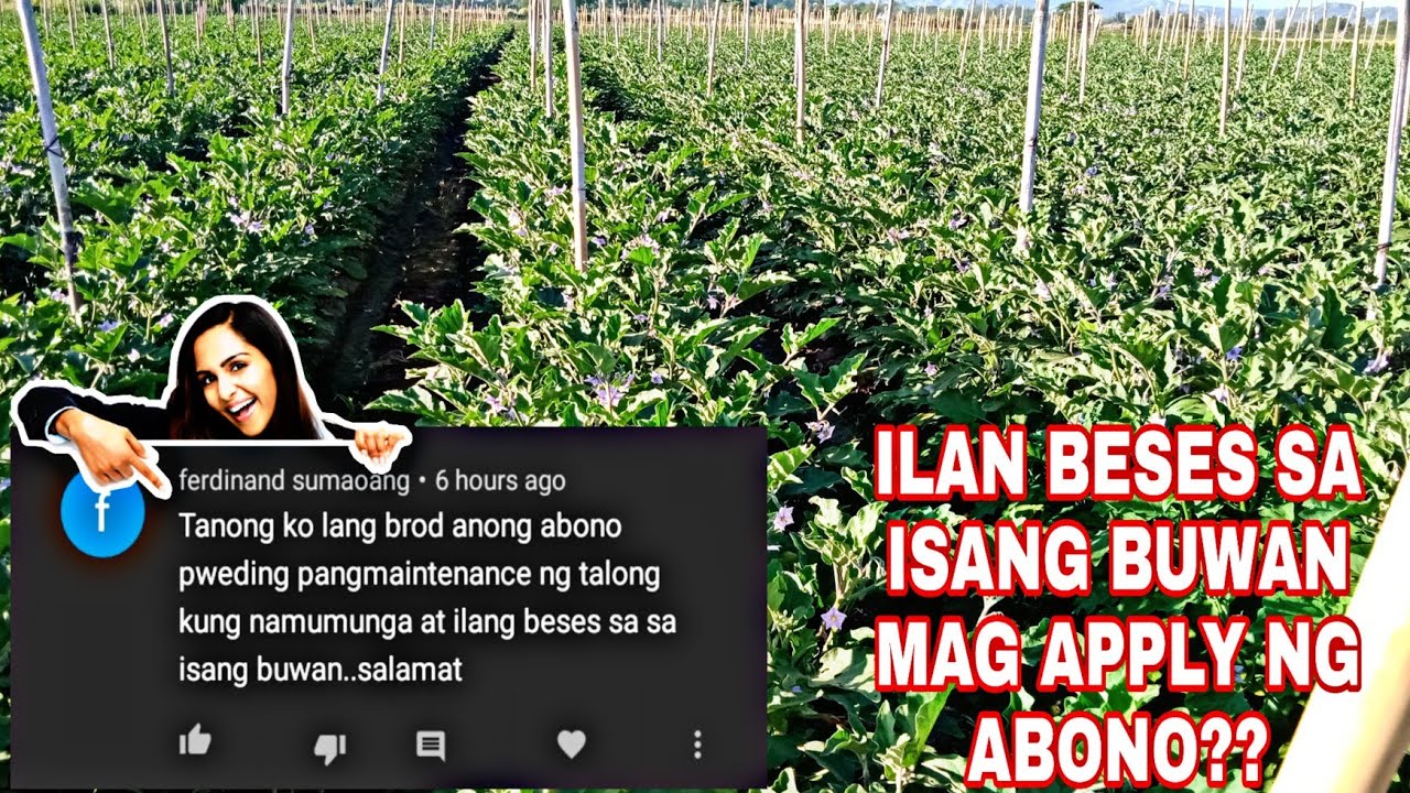 🔴ILAN BESES MAG APPLY NG ABONO?? CALIXTO F1