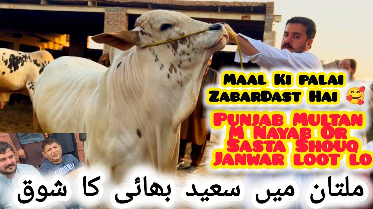 Pory Punjab M Is S Achi Palai Kahi Nhi Dekhi🥰Bary Bary Bachry MashaAllah💕Hfu Cattles Info💥❣️