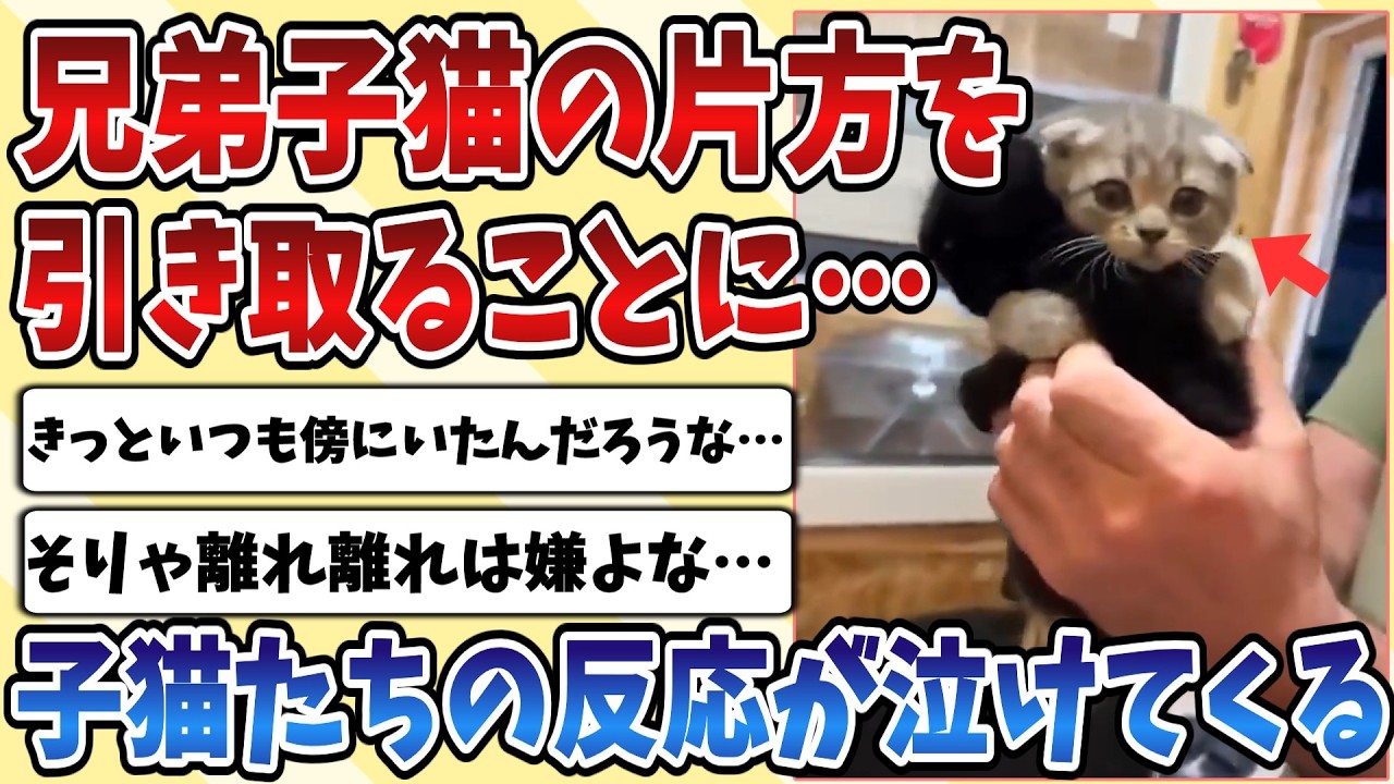 【2ch動物スレ】シェルターにいた兄弟の【子猫】を片方引き取ることになった主さん、別れの時の二匹の反応が切なすぎてやばい・・・