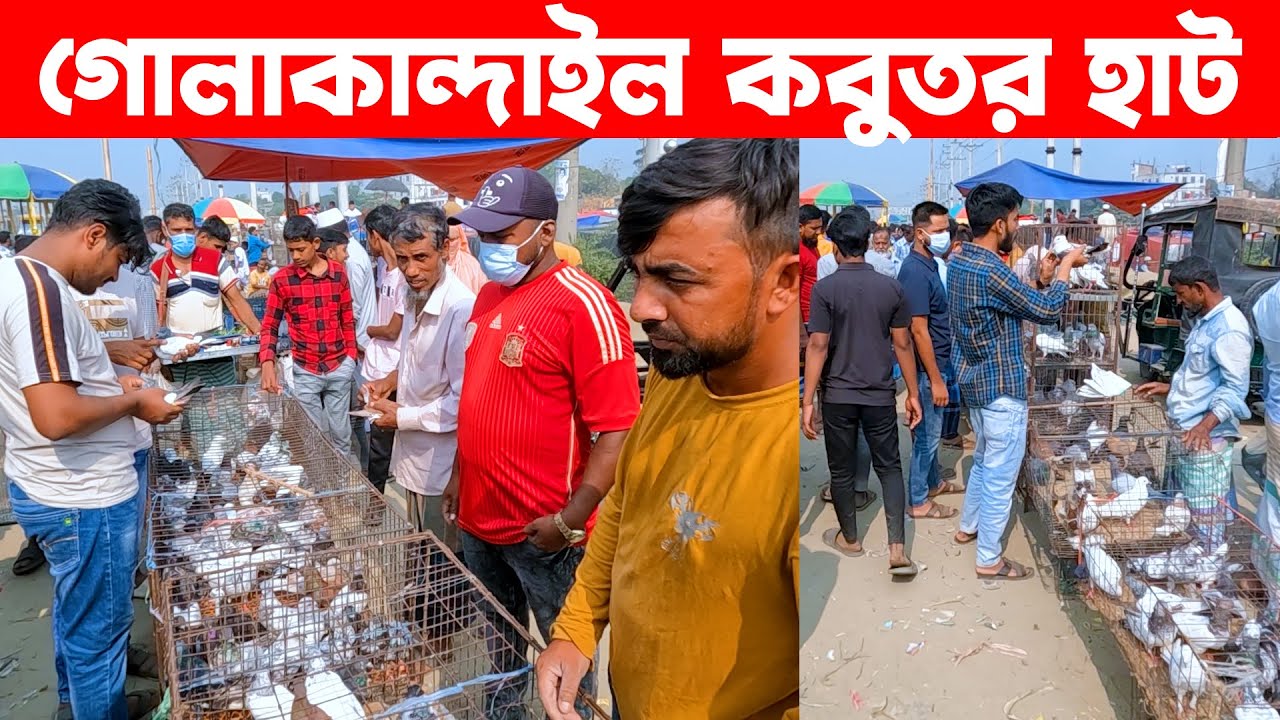গোলাকান্দাইল কবুতর হাট ৫-১২-২০২৪ || pigeon market in bangladesh || Golakandail kobutor hat