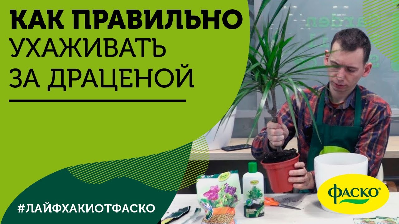 Как правильно ухаживать за драценой