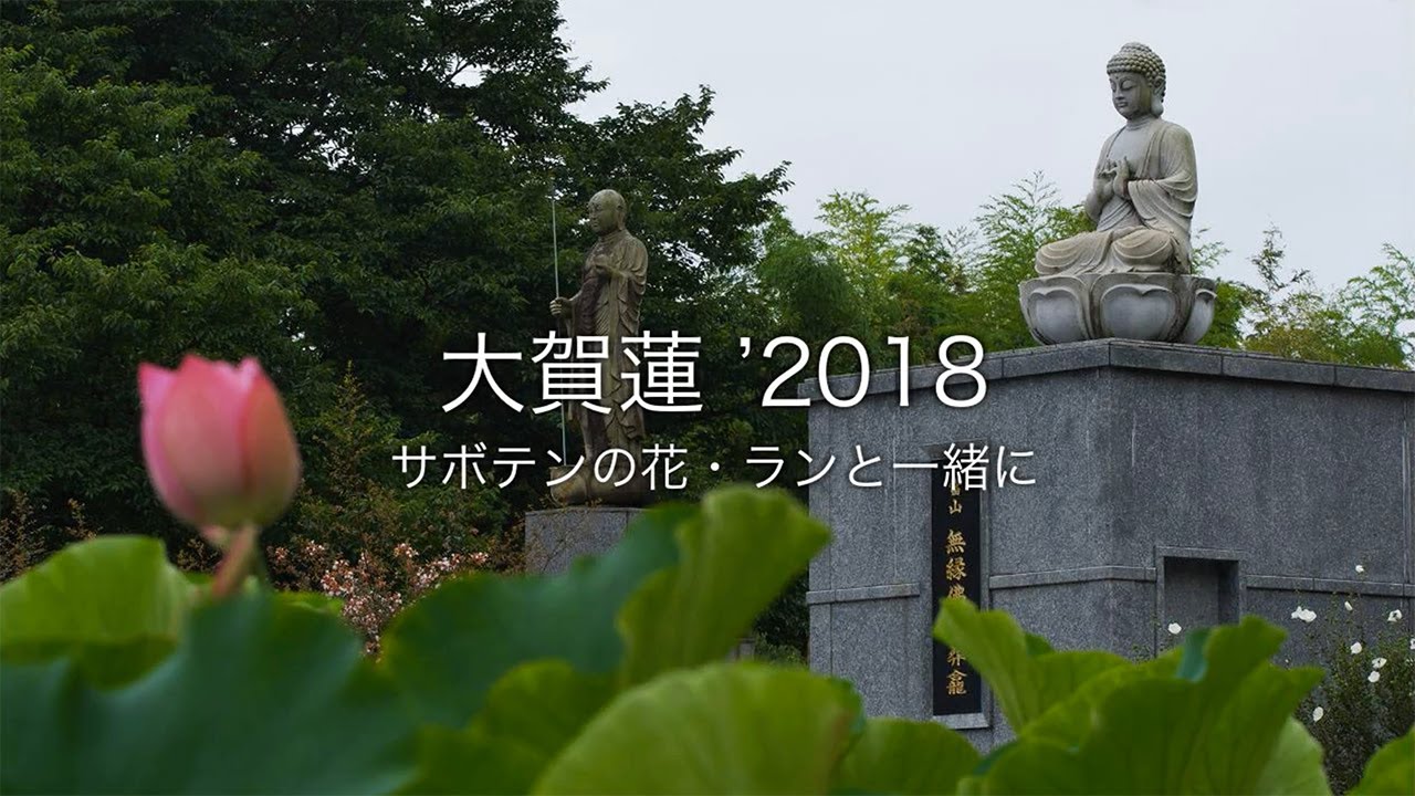 大賀蓮 ＠2018