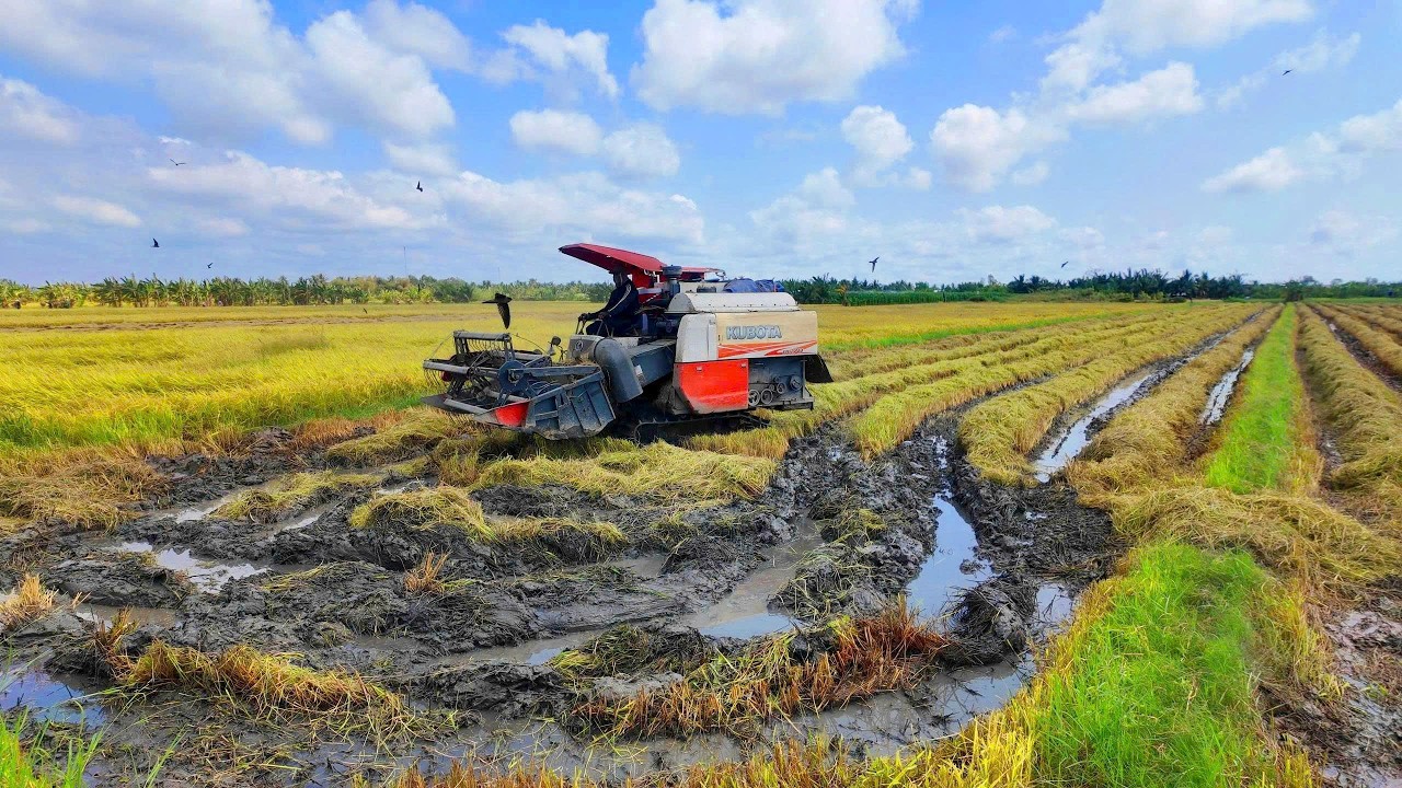 Incredible Rice Harvesting Process You Must See! 🌾🚜
