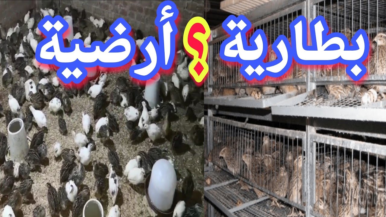 مميزات وعيوب التربية الأرضية للسمان