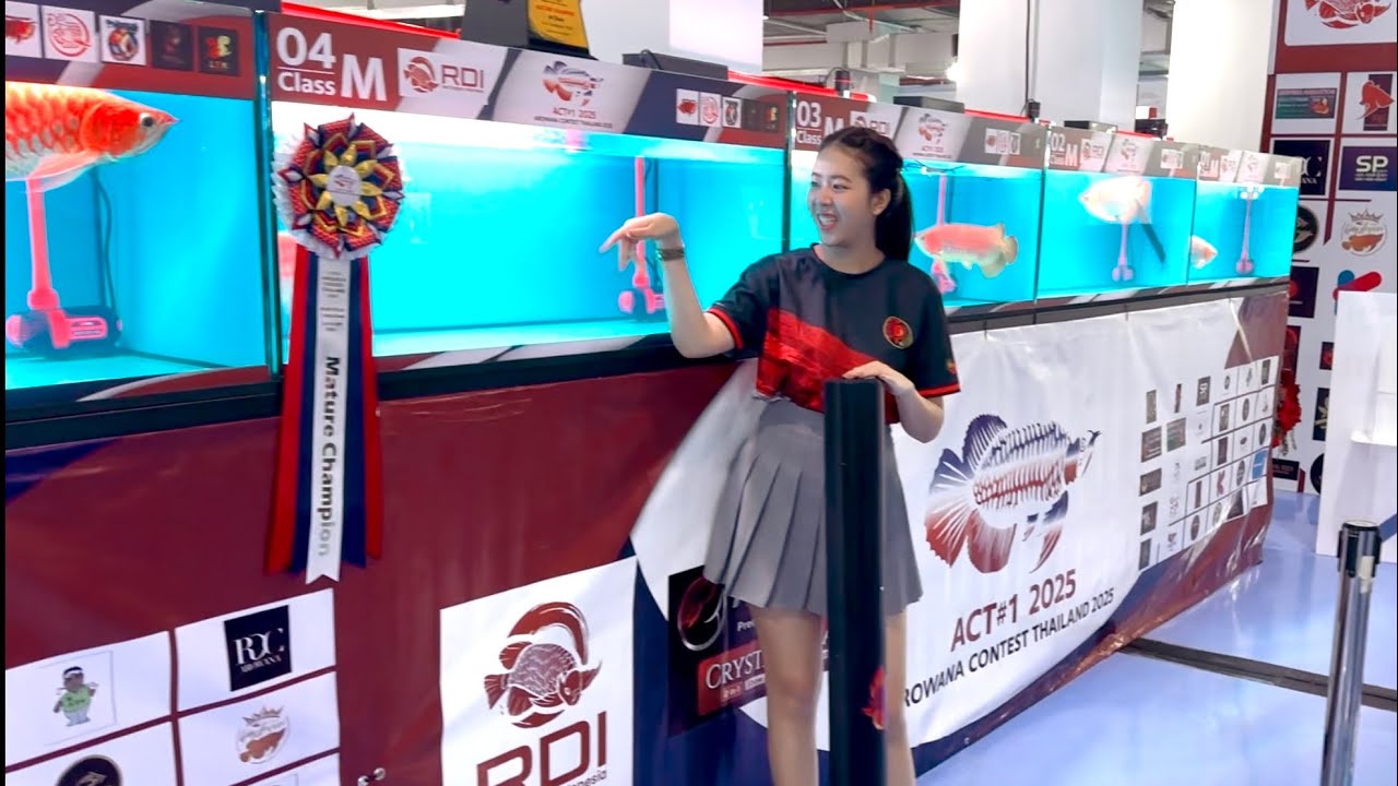Unveiling Thailand’s First Ever Arowana Competition | World’s Most Majestic Dragon Fish Contest