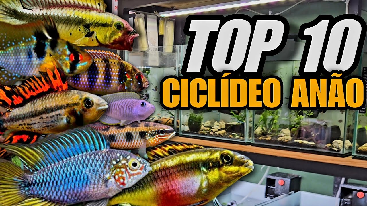 10 CICLÍDEOS ANÕES LINDOS PARA O SEU AQUÁRIO