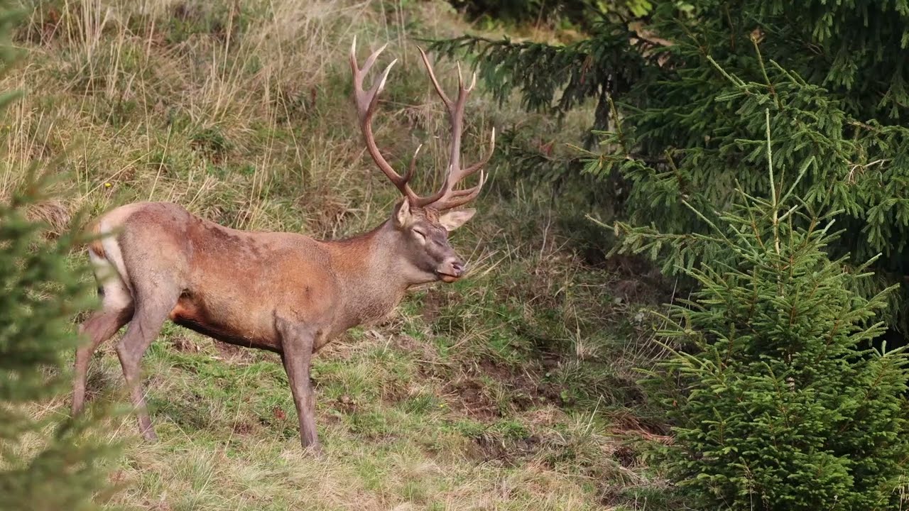 Jelenia ruja v horách 2025 (Veľká a Malá Fatra)