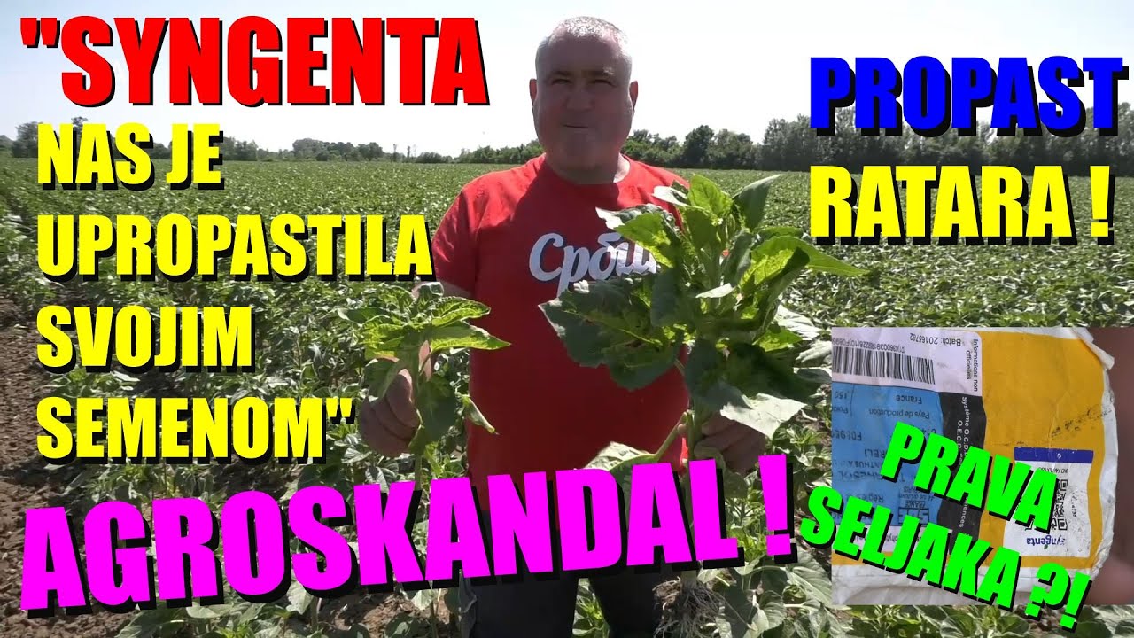 AGROSKANDAL- RATARI KAŽU SYNGENTA nas je UPROPASTILA- ko je KRIV   SUNCOKRET nestaje - VEĆ JE GOTOV