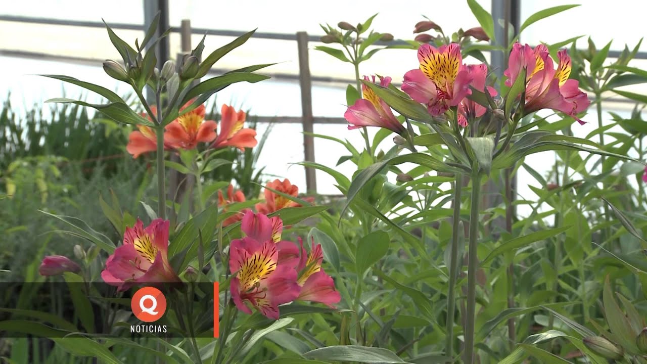 Mendoza se posiciona segunda en producción de flores de corte