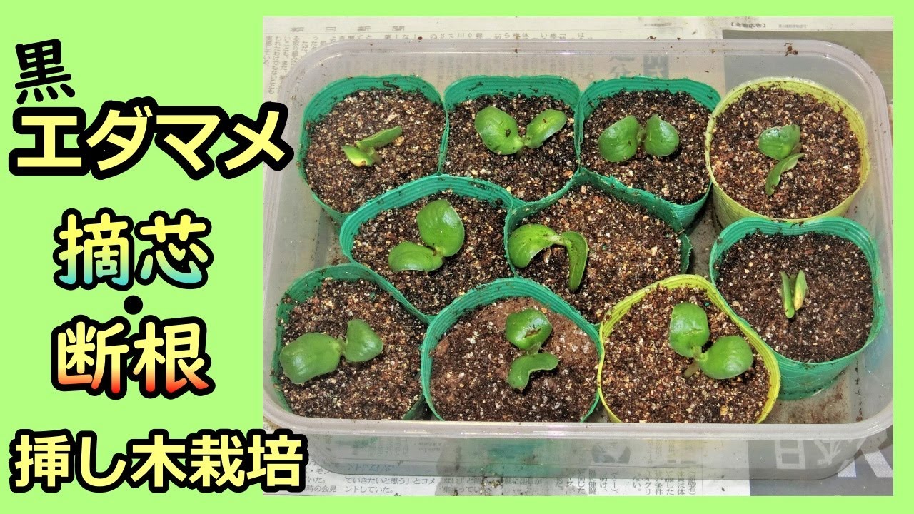 【狭い菜園向き】丹波黒大豆 エダマメの植え付け～摘芯・断根してみた～