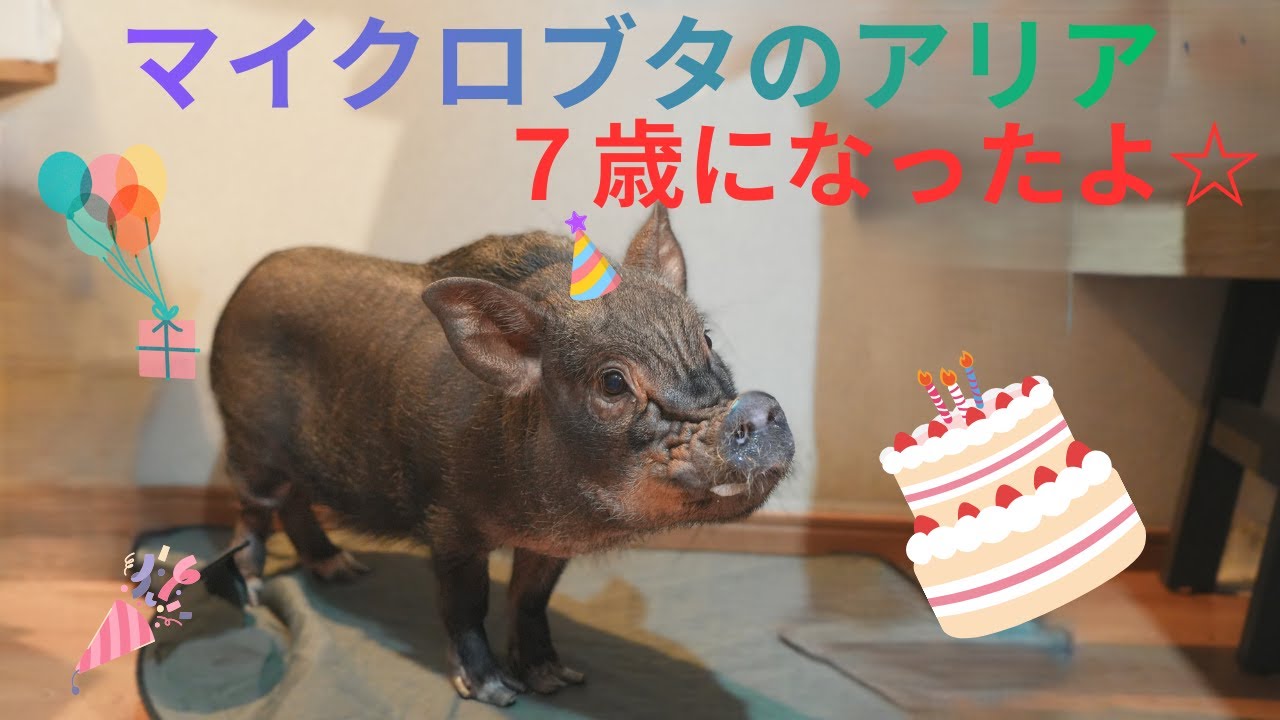 マイクロブタのアリア７歳に！！