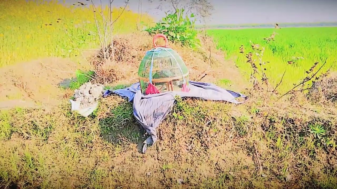 Kala Titar Ne Aaj Sab Ko Hairaan Kar Diya 😱#villagelife #birds 