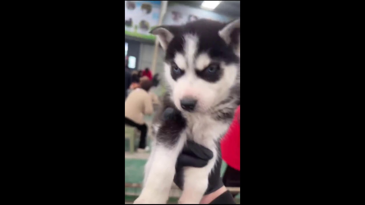 POV Dog Market Walkthrough | Real-Time Puppy Viewing | Live Market Atmosphere