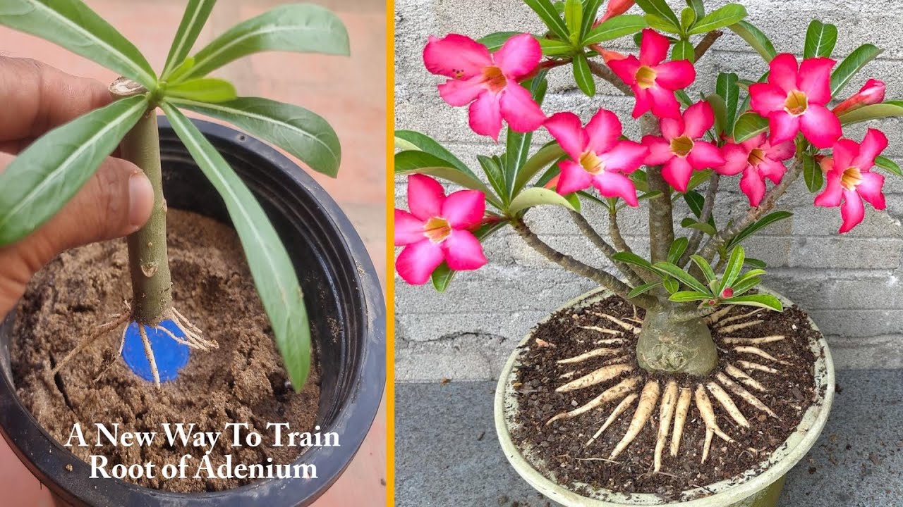 Adenium Root Training: The idea of growing Adenium Bonsai in Pot