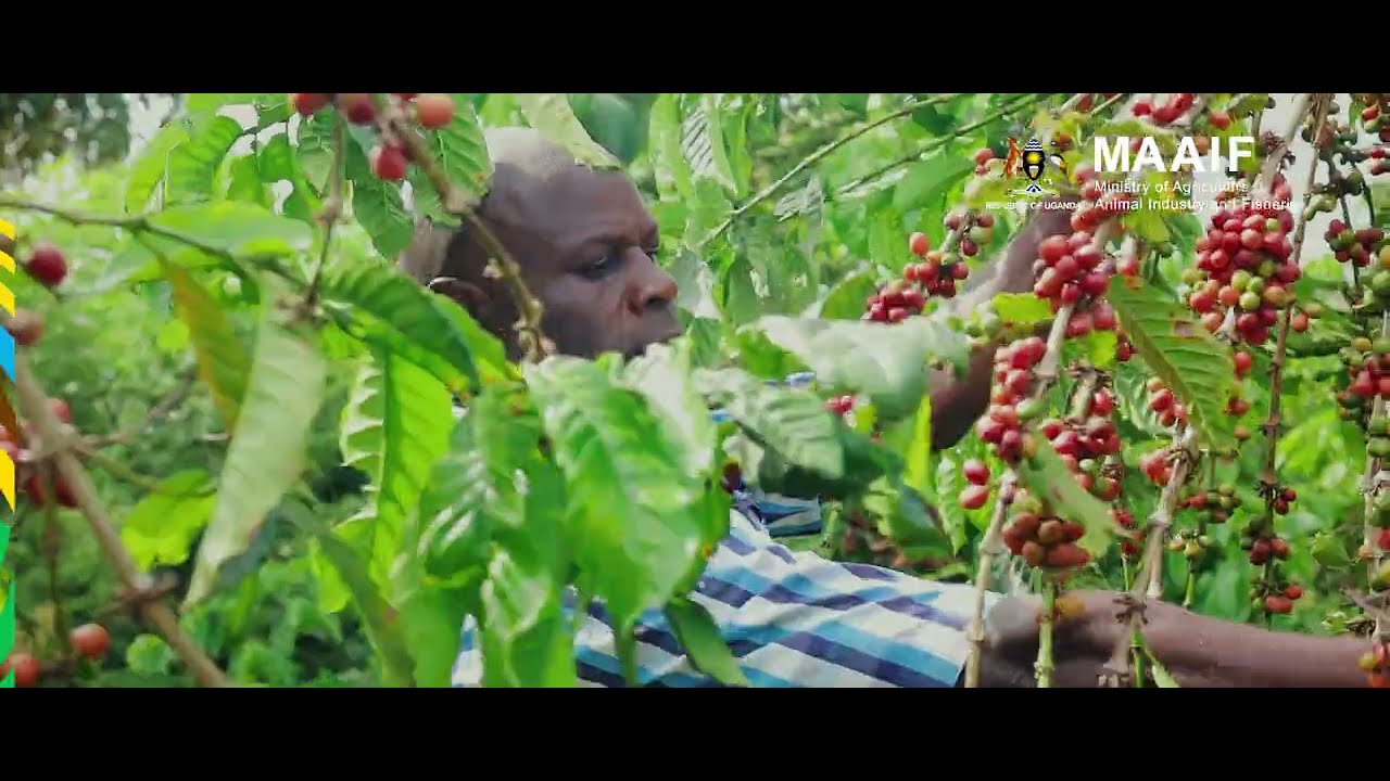COFFEE FARMING SUCCESS STORY - RUGAAJU GERALD(MASAKA DISTRICT)