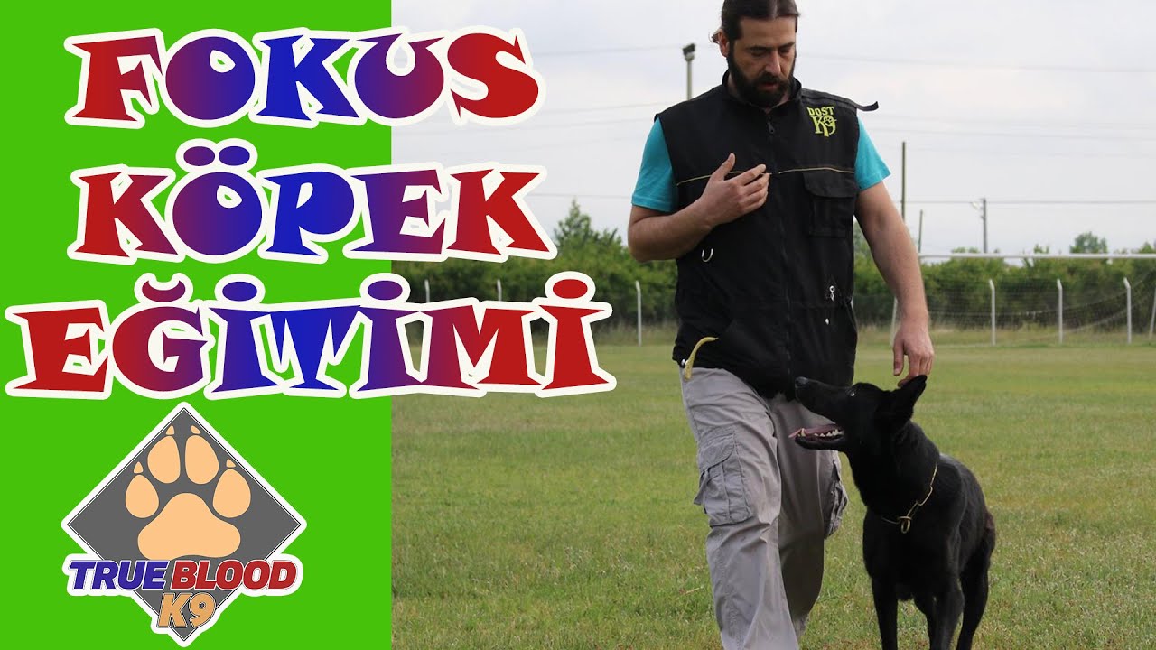 KÖPEKLERDE ODAKLANMA - FOCUS/FOKUS - K9 EĞİTİMİ