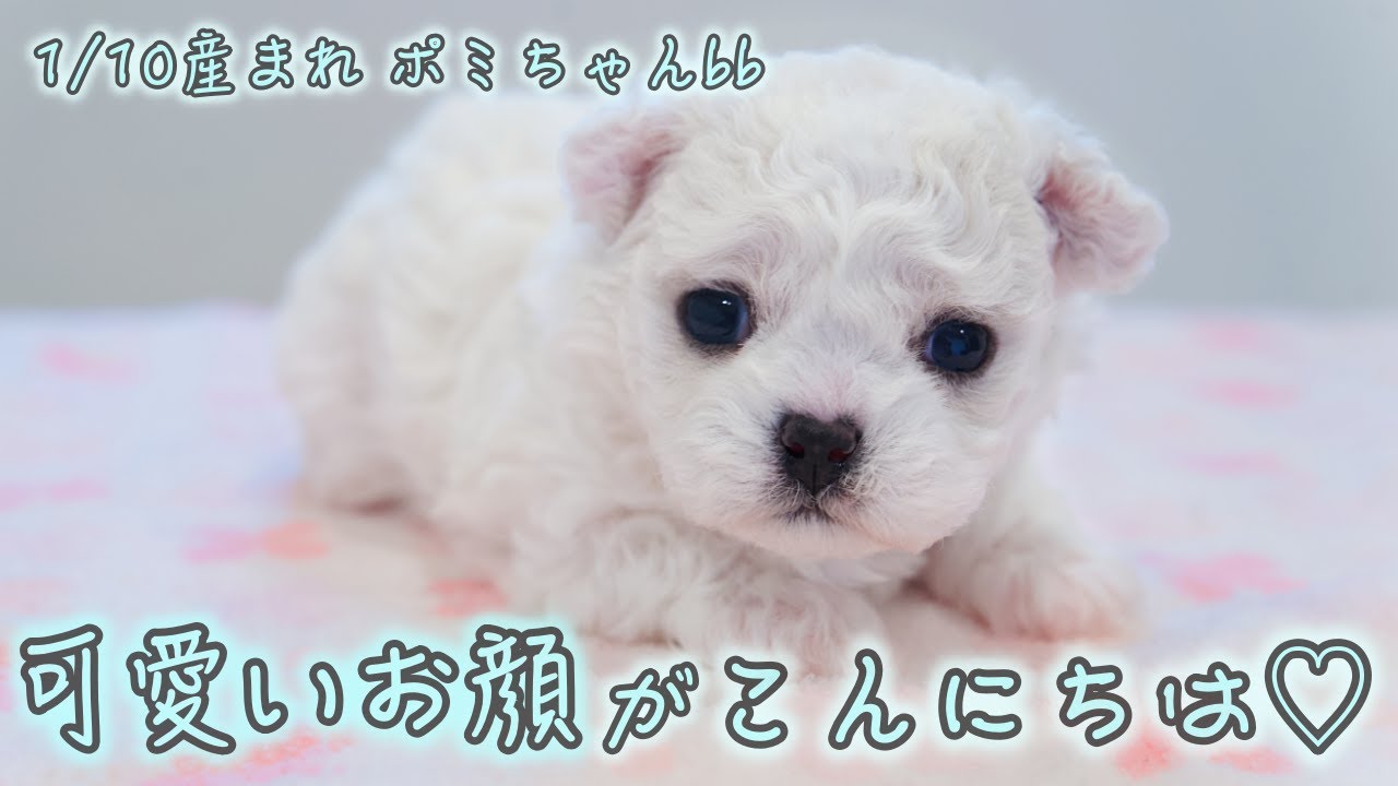 【韓国ビション　仔犬】1/10産まれ🍼✨ポミちゃんbb🐻‍❄️🩵可愛いお顔💕がこんにちは〜🥹🙌❣️❣️