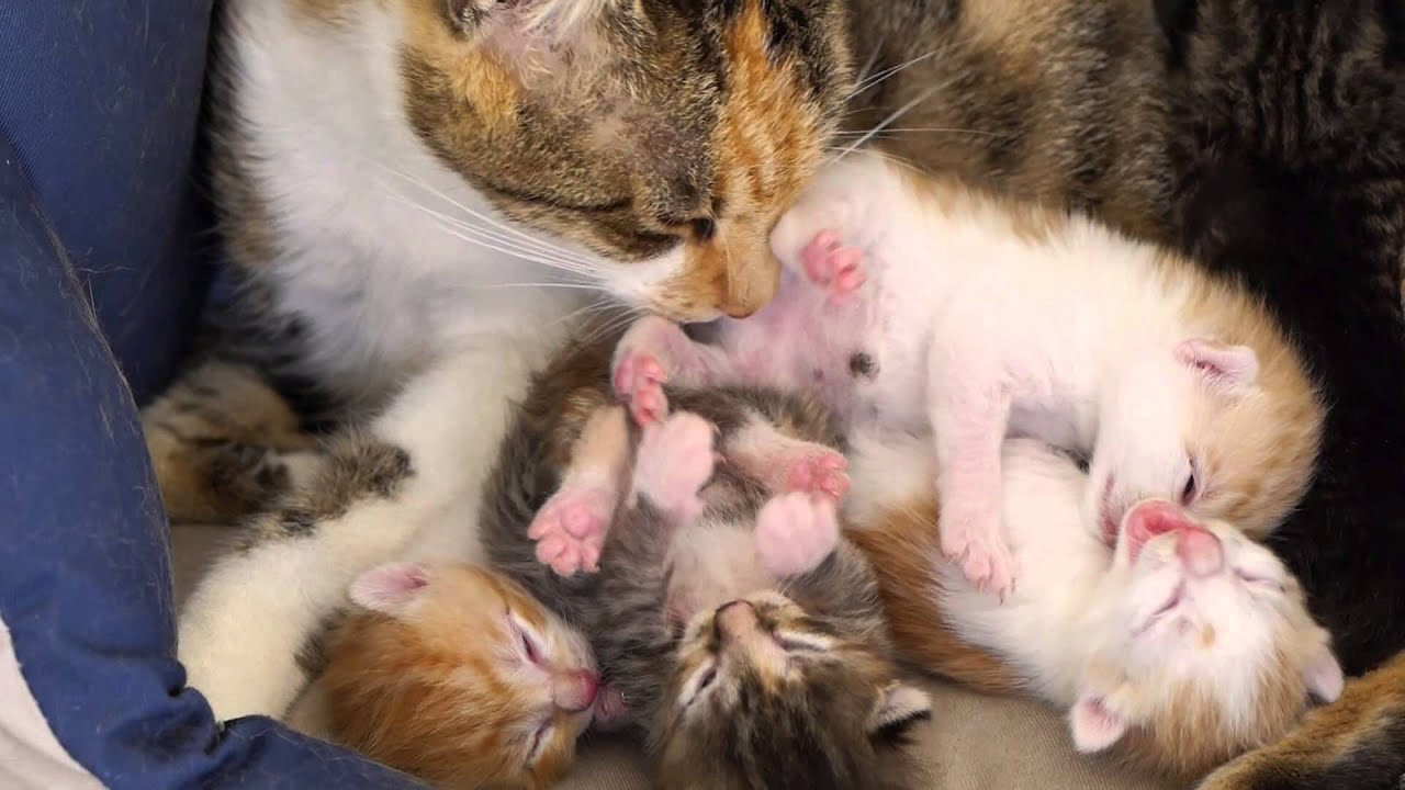 First week in kittens life, sleeping, drinking